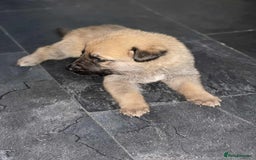 Belgian Shepherd Dog dogs for sale: Belgian malinois  - Image 9