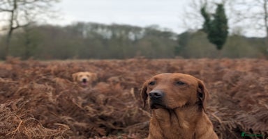 Labrador Retriever dogs - Advert 5