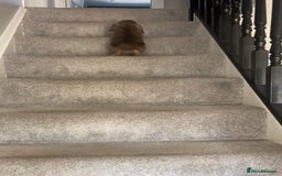 Mini Lop rabbits for sale: Mini lop for sale - Image 6