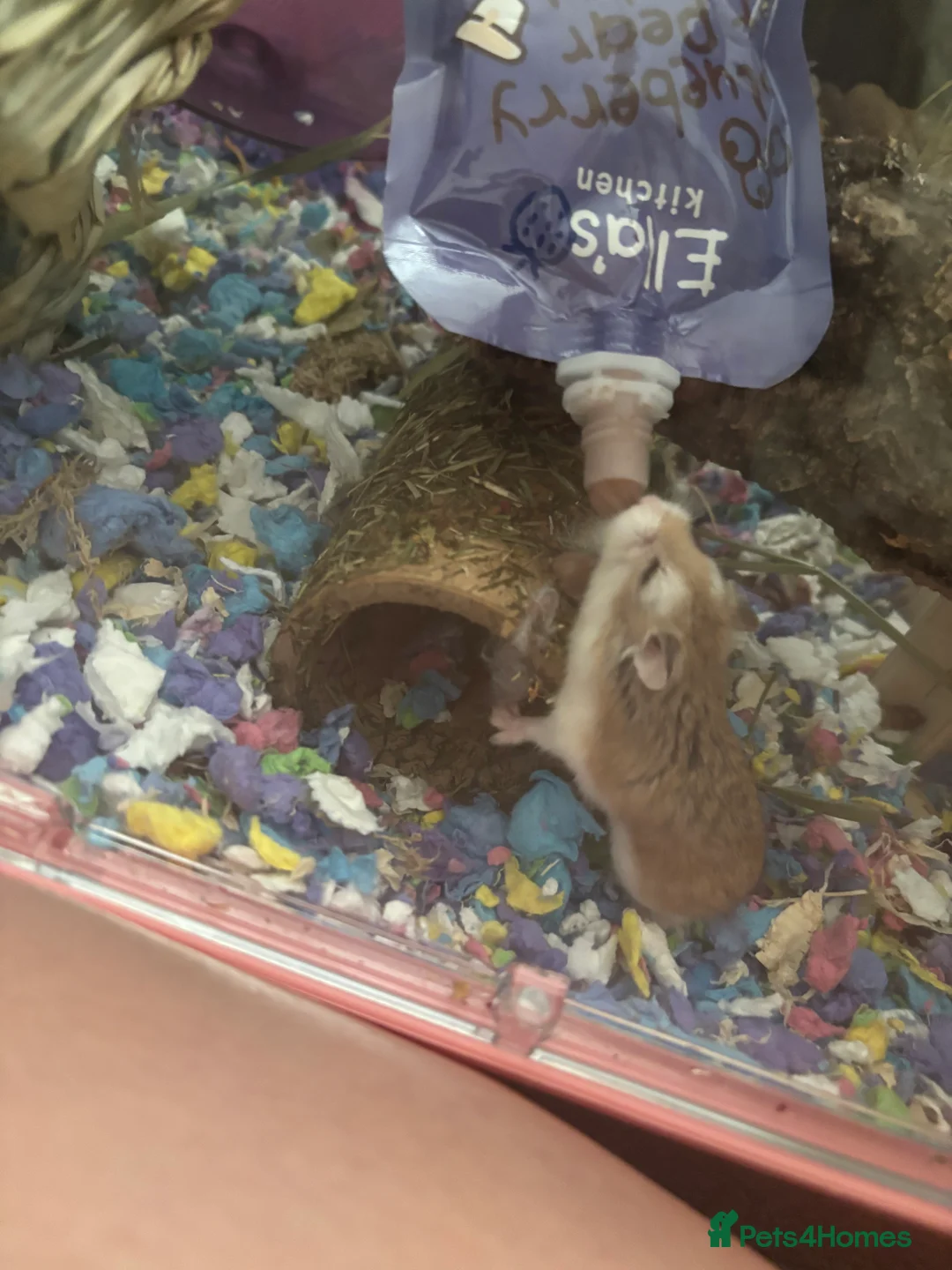 Hamster rodents for sale: robo hamster  - Advert 2