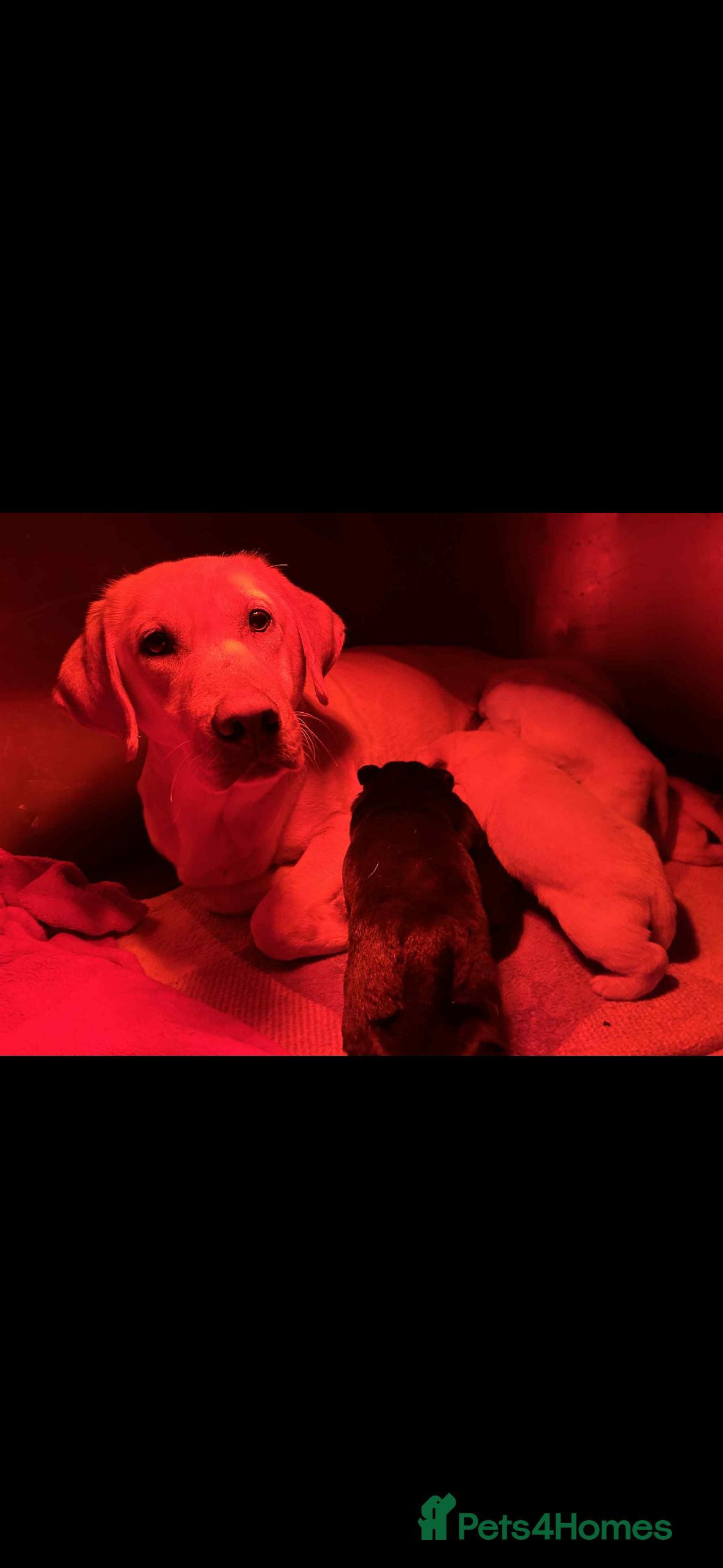 Labrador Retriever dogs Beautiful lab puppies looking forever homes ❤️ - Advert 16