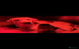 Labrador Retriever dogs for sale: Beautiful lab puppies looking forever homes ❤️ - Advert 1