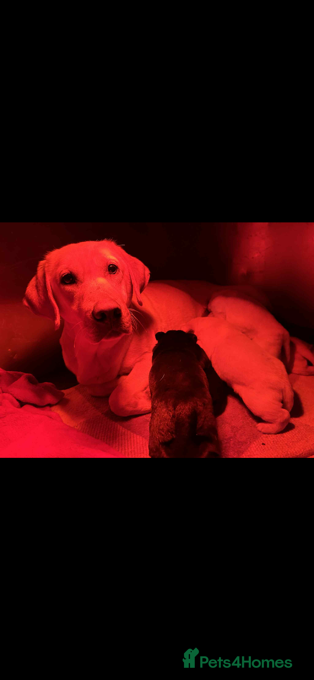 Labrador Retriever dogs for sale: Beautiful lab puppies looking forever homes ❤️ - Advert 1