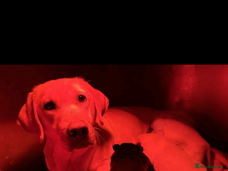 Labrador Retriever dogs for sale: Beautiful lab puppies looking forever homes ❤️ - Advert 1