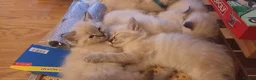 Ragdoll cats for sale: 2 female purebred ragdoll kittens for sale - Advert 3