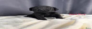 Labrador Retriever 3