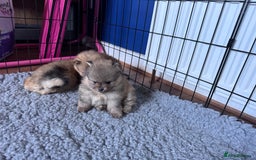 Pomeranian dogs for sale: 🏆 KC HEALTH TESTED POMERANIAN PUPPIES 🏆  - Image 10