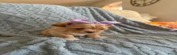 Mixed Breed dogs for sale: Maltipooshi in Burton-on-Trent - Advert 5