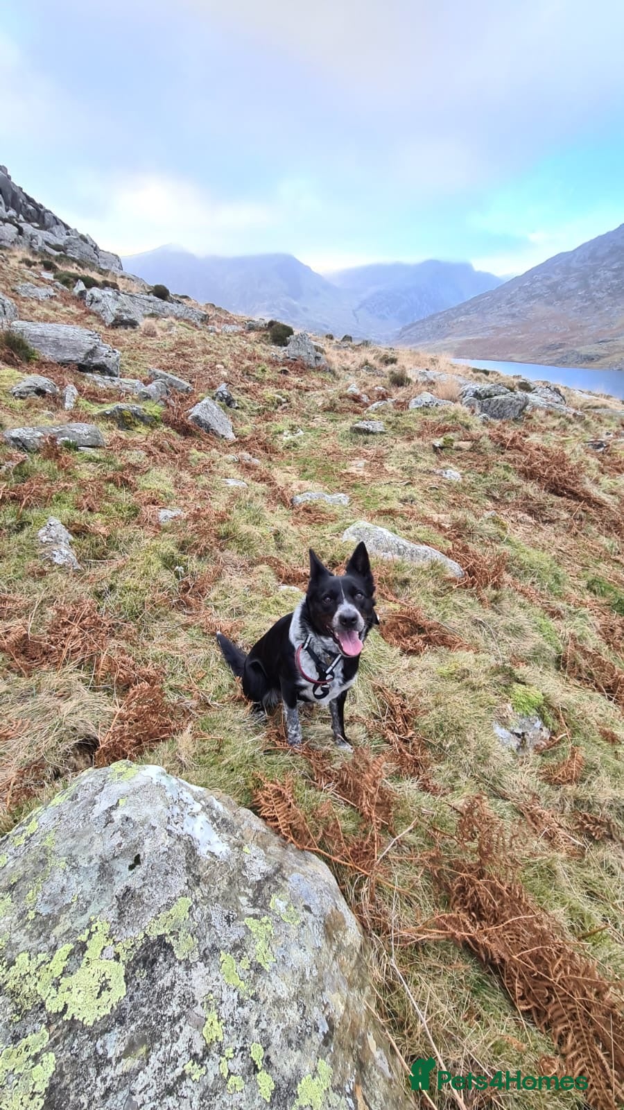 Mixed Breed dogs Echo – Affectionate Collie Mix Needs Stable Home - Advert 2