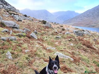 Mixed Breed dogs Echo – Affectionate Collie Mix Needs Stable Home - Advert 5