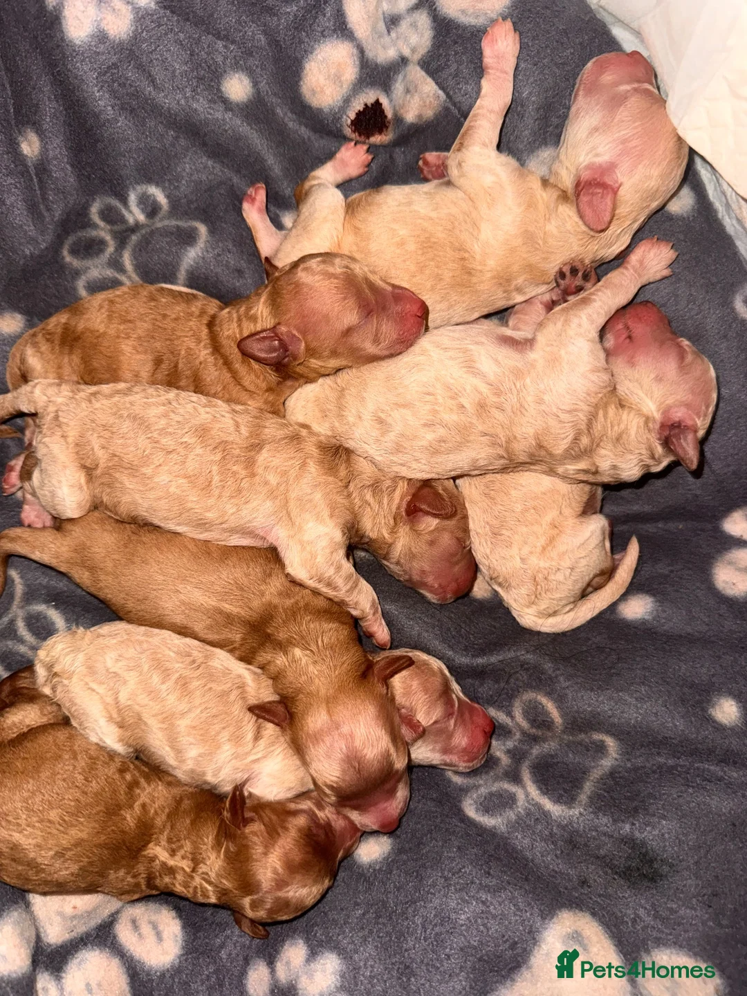 Labradoodle dogs for sale: Labradoodle puppies - Advert 1