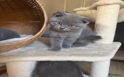 British Shorthair cats for sale: British blue short hair - Image 8