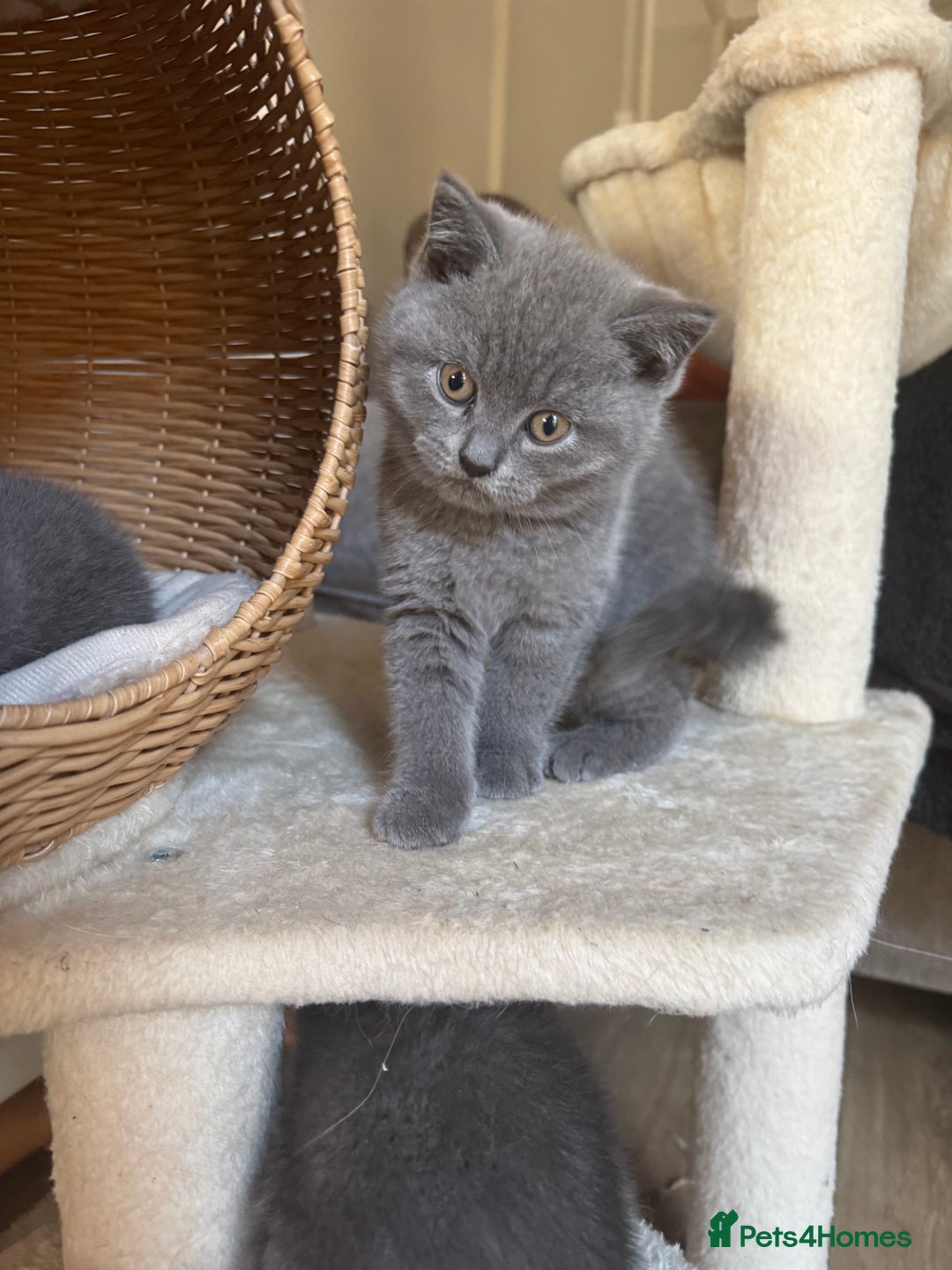 British Shorthair cats for sale: British blue short hair - Image 8