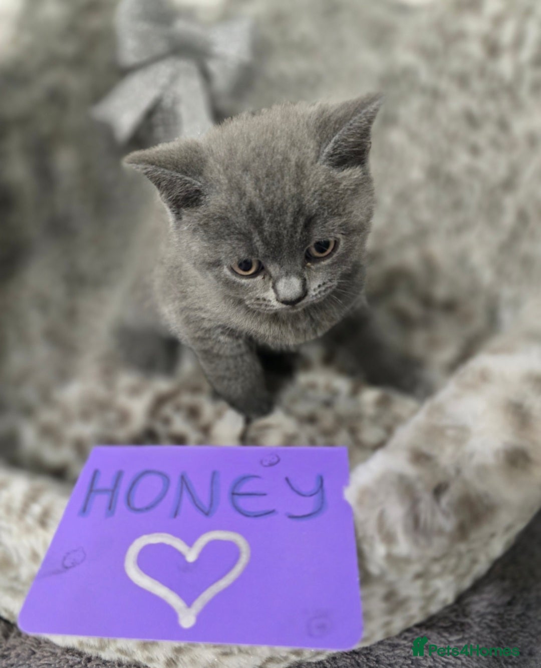 British Shorthair cats for sale: 🩷💜Beautiful British shorthair kittens 💜🩷 - Advert 31