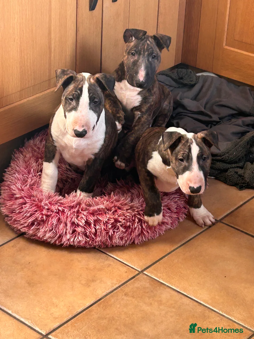 English Bull Terrier dogs for sale: Chunky english bull terrier bitch for sale - Advert 18