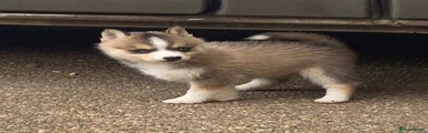 Pomsky Puppy 2