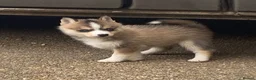 Pomsky dogs for sale: 6 beautiful pomsky 3 girls 3 boy ready to leave  - Advert 15