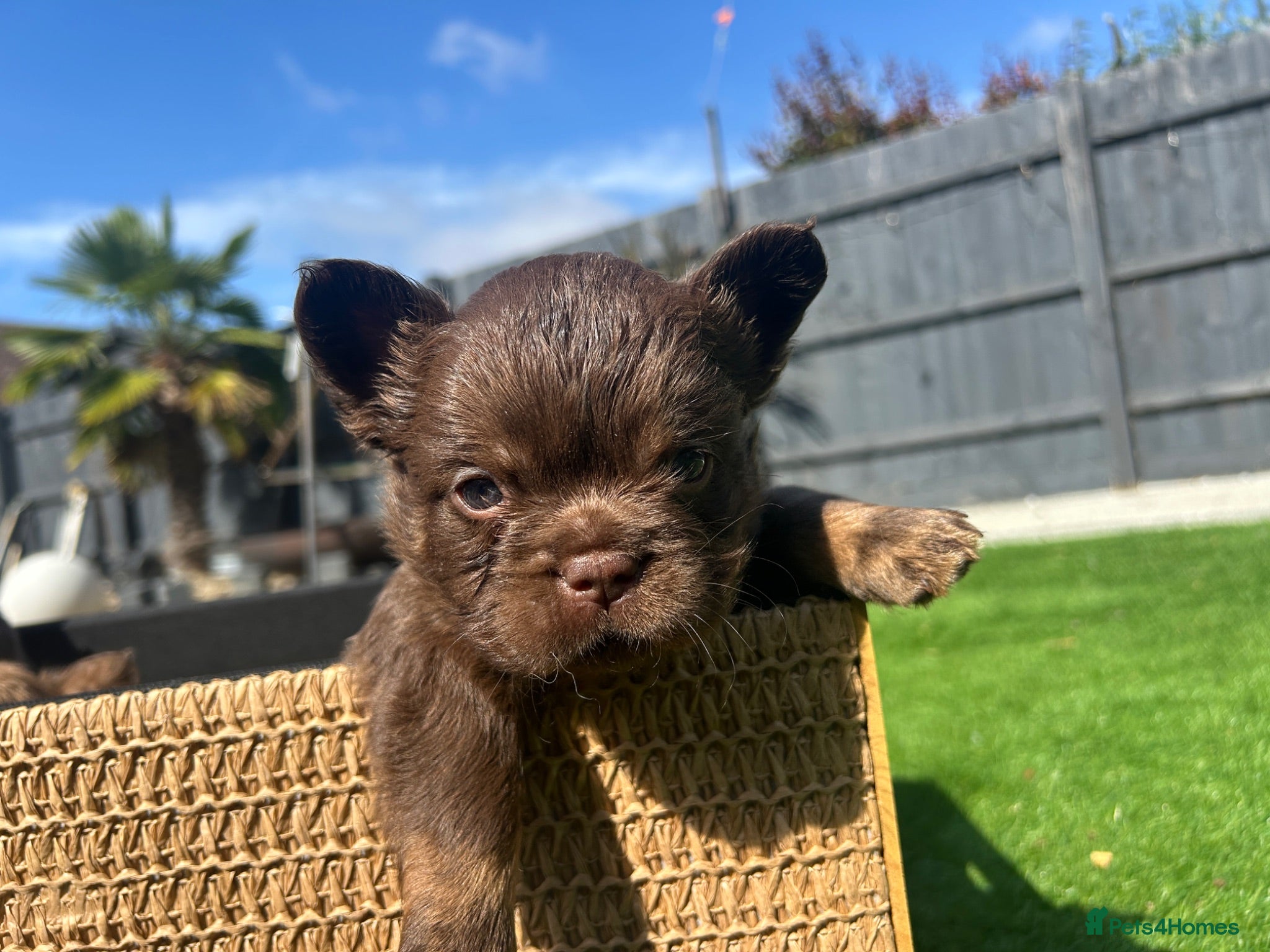 French Bulldog dogs Fluffy Frenchies  - Advert 1