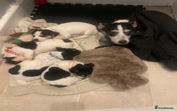 Jack Russell dogs for sale: Jack russell puppies - Image 16