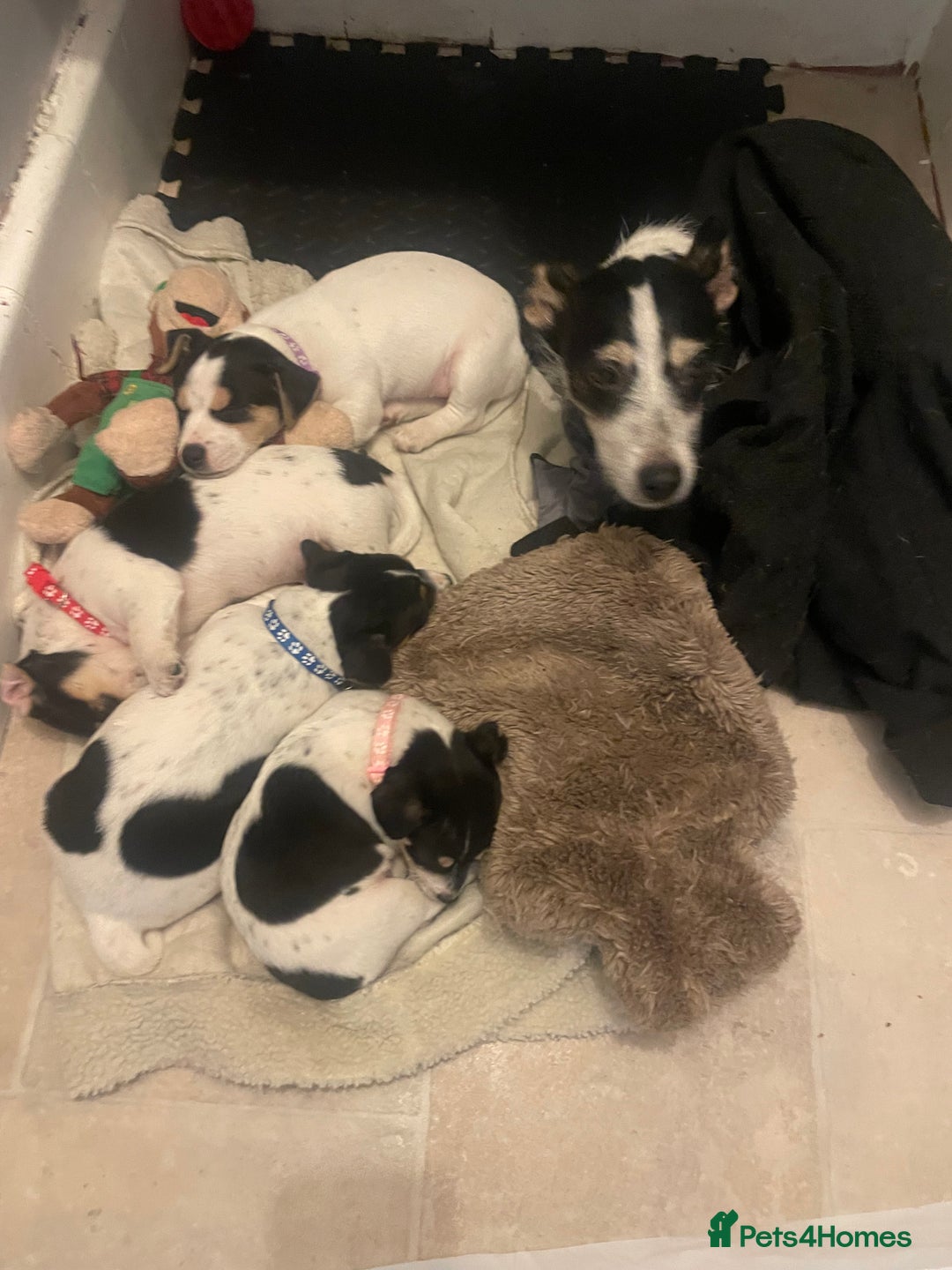 Jack Russell dogs for sale: Jack russell puppies - Image 16