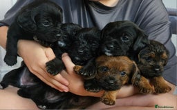 Mixed Breed dogs for sale: Last little girl of the litter left - Image 10
