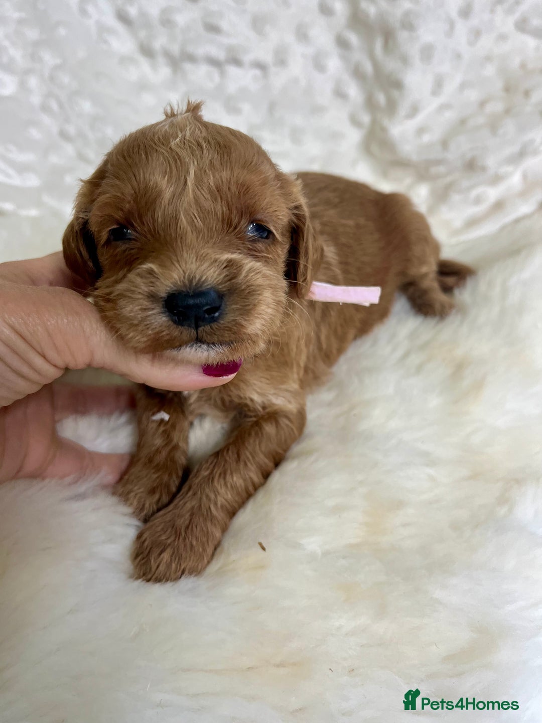 Mini Goldendoodle dogs for sale: Top Quality Miniature Goldendoodle puppies - Advert 18