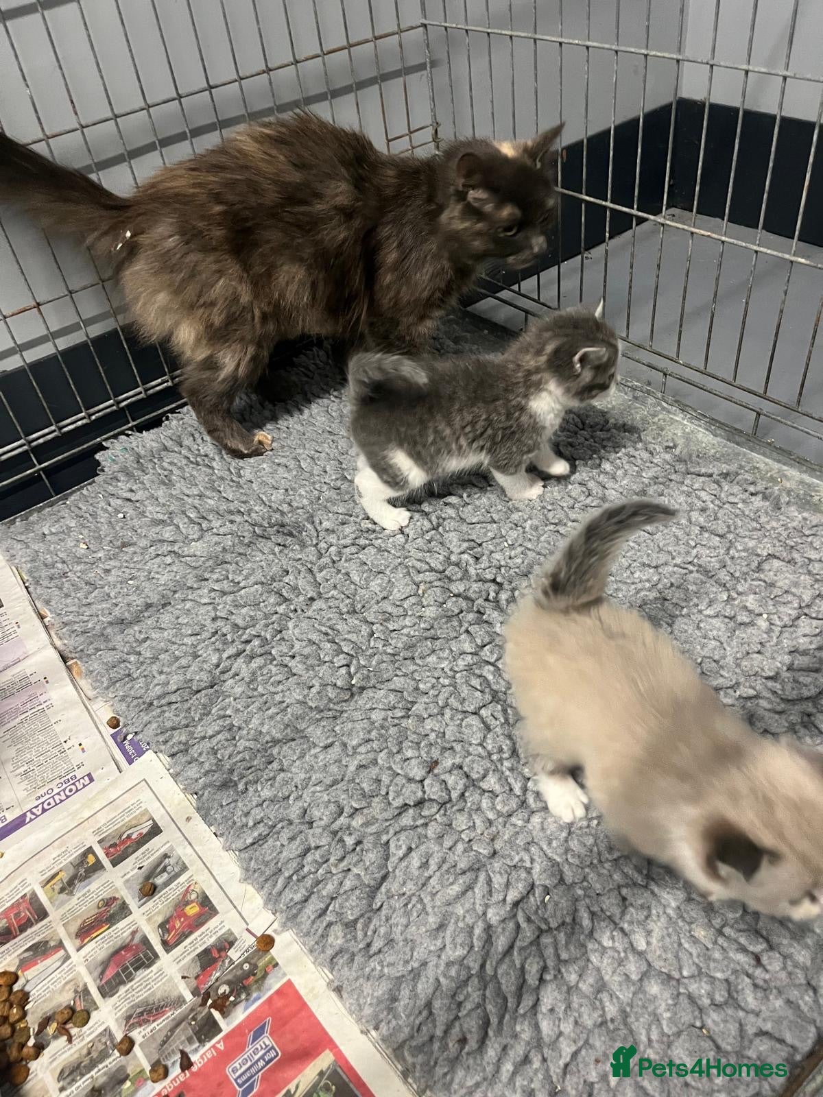 Mixed Breed cats Gorgeous kittens  - Advert 12