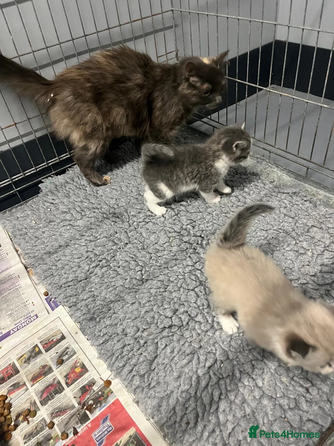 Mixed Breed cats for sale: Gorgeous kittens  in Bristol - Advert 1