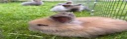 Angora rabbits for sale: Beautiful Angora Babies ready this week - Advert 9
