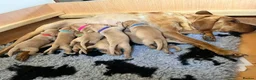Labrador Retriever dogs for sale: KC registered Fox Red Labrador Puppies in Whitchurch - Advert 10