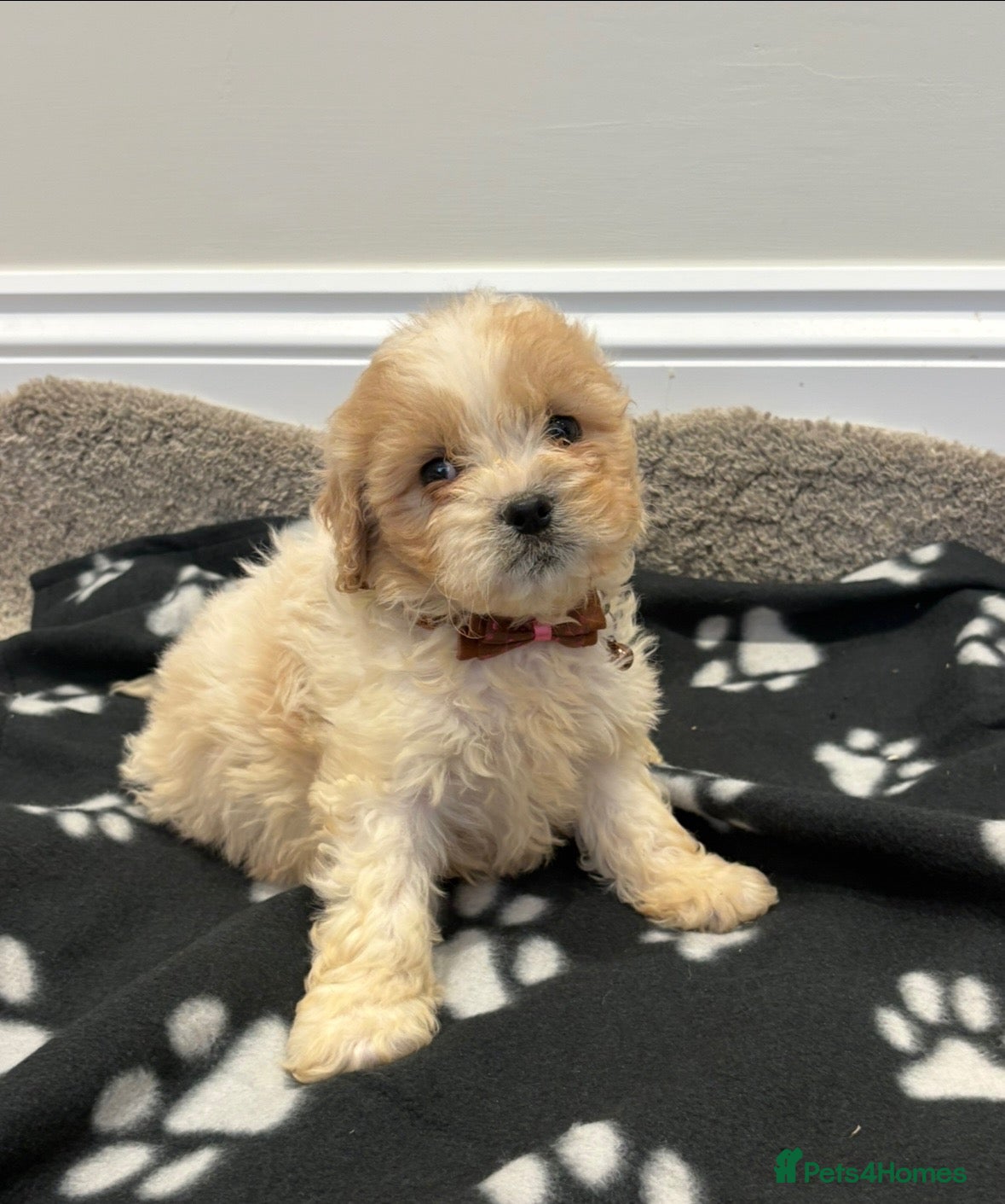 Cavapoo dogs for sale: Extensively health tested Cavapoo puppy’s  - Advert 9