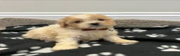 Cavapoo dogs for sale: Extensively health tested Cavapoo puppy’s  - Advert 1