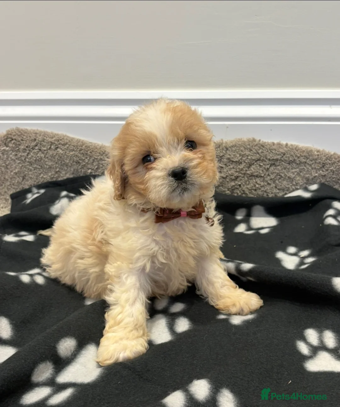 Cavapoo dogs for sale: Extensively health tested Cavapoo puppy’s  - Advert 1