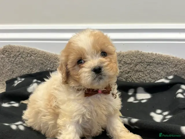 Cavapoo dogs for sale: Extensively health tested Cavapoo puppy’s - Advert 2