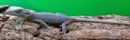 Bearded Dragon reptiles for sale: Zero bearded dragons and others  - Advert 11