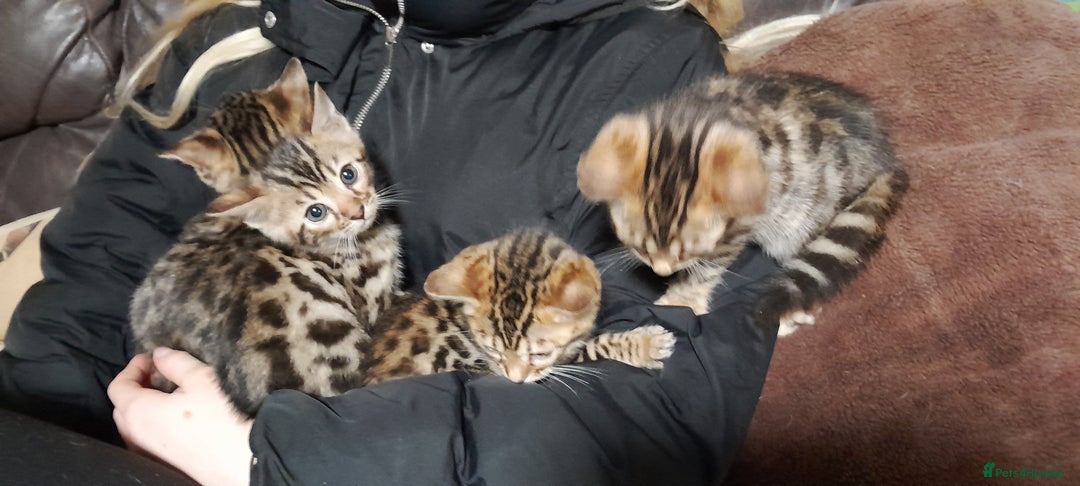 Bengal cats for sale: Stunning Bengal boys  - Image 8