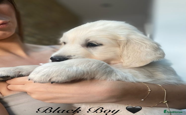 Golden Retriever dogs - Advert 3