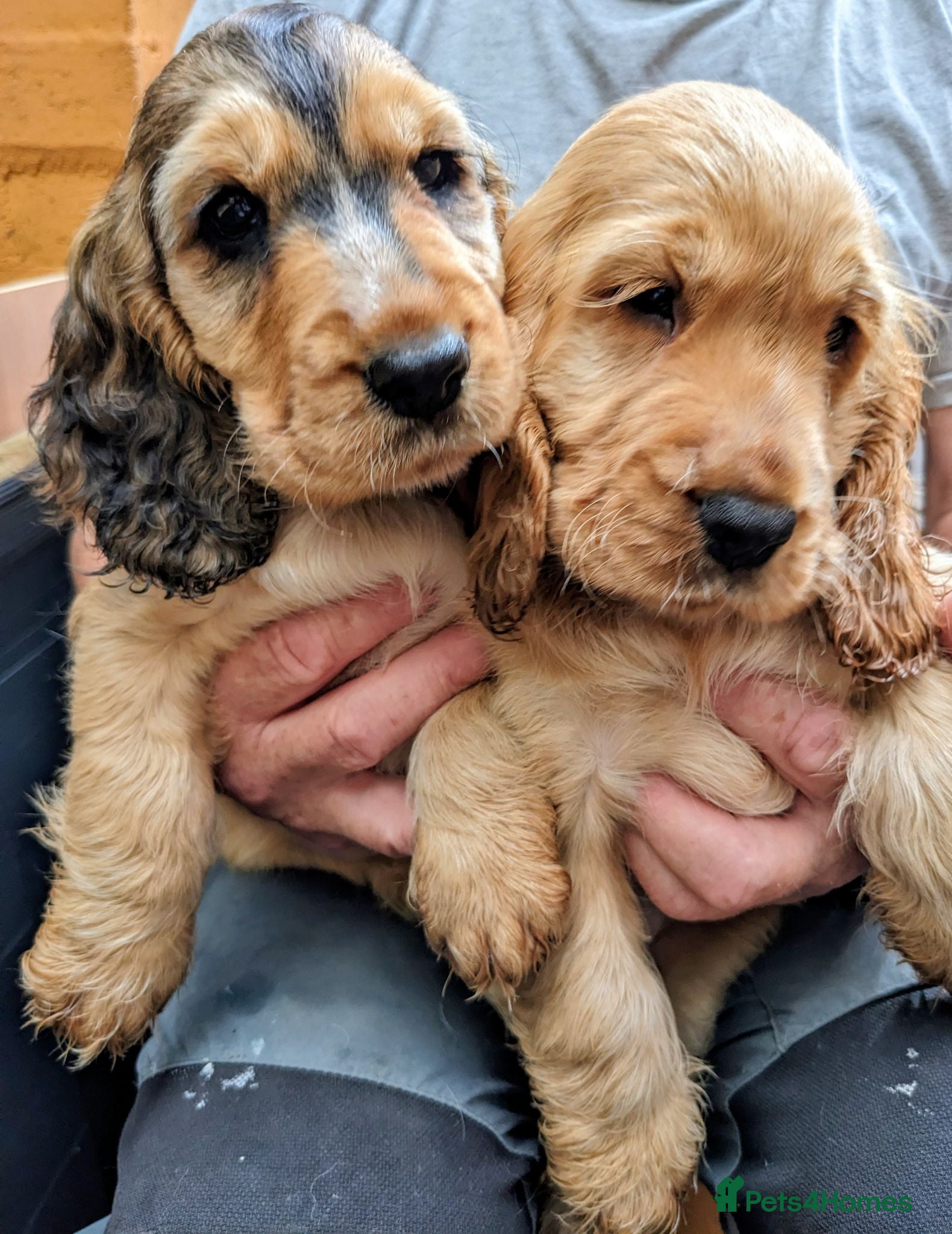 Cocker Spaniel dogs Beautiful Sable Show Cocker Spaniels - Advert 1