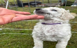 Standard Poodle dogs for sale: Standard poodle  - Image 15
