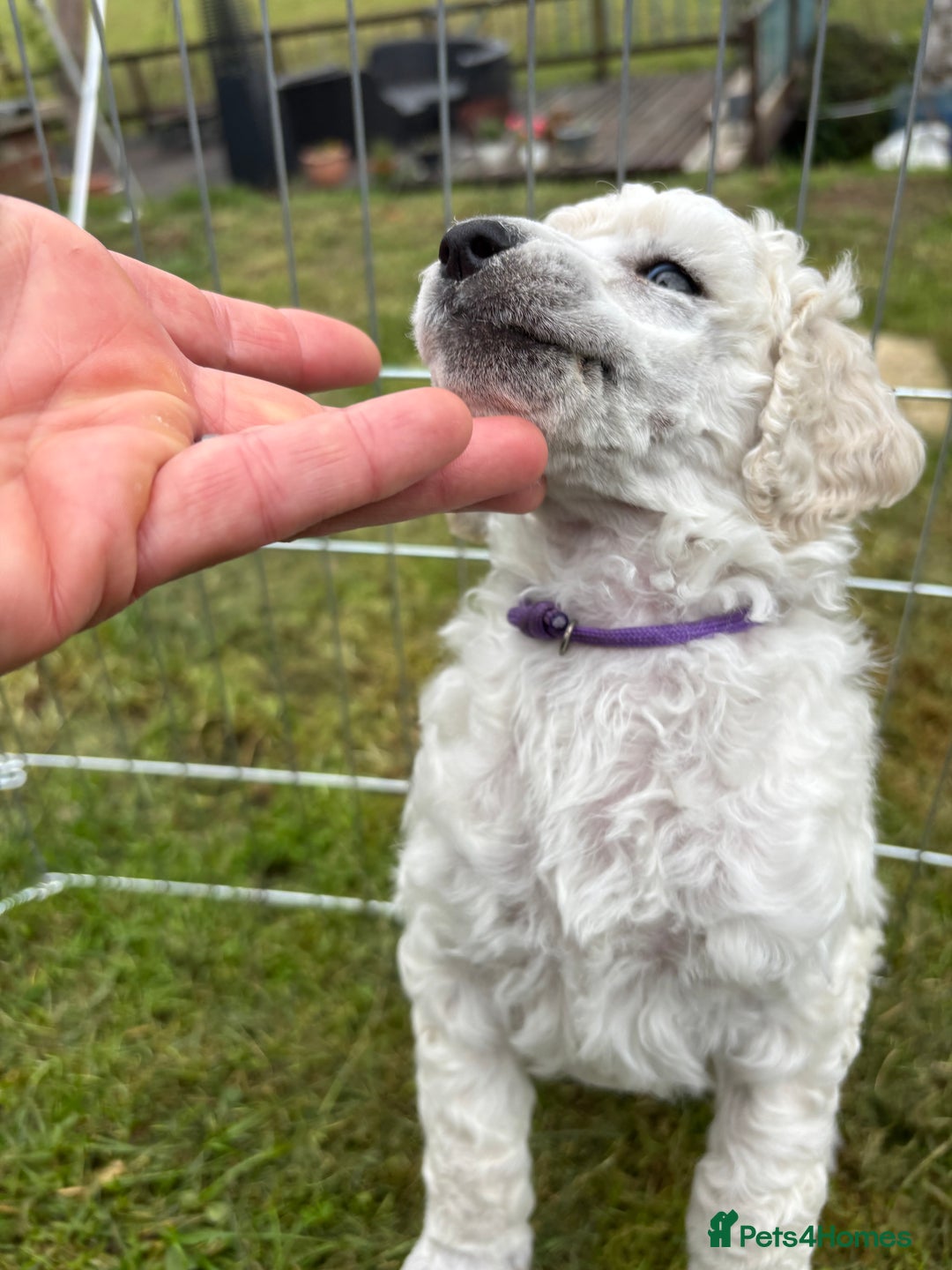 Standard Poodle dogs for sale: Standard poodle  - Image 15