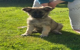 German Shepherd dogs for sale: Reduced kc reg German shepherd pup carry Isabella  - Image 1