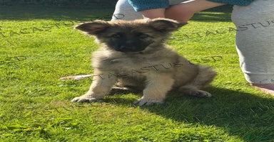 German Shepherd dogs - Advert 3
