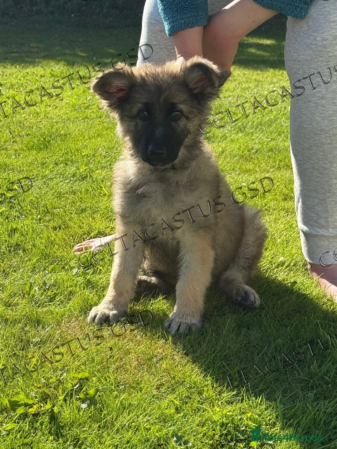 German Shepherd dogs for sale: Reduced kc reg German shepherd pup carry Isabella  - Image 1