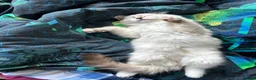 Ragdoll cats for sale: Boy and Girl Ragdoll in Woodford Green - Advert 8