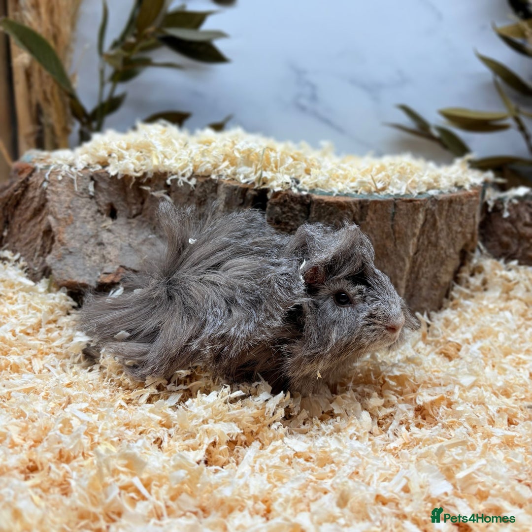 Guinea Pig rodents for sale: Multiple Guinea Pigs Available 💫💕🐹 - Advert 1