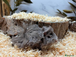 Guinea Pig rodents Multiple Guinea Pigs Available 💫💕🐹 - Advert 1