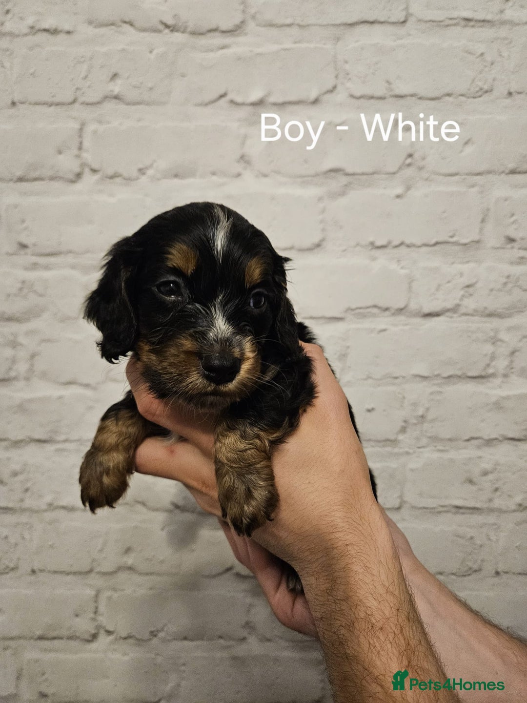 Cocker Spaniel dogs for sale: Cocker spaniels - Image 19