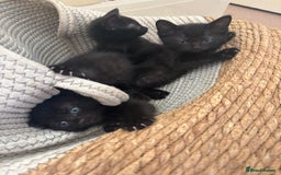 Bombay cats for sale: 10 week old - Image 2