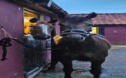 Andalusian horses for sale: Full or Part Loan - Advert 13