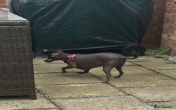 Mexican Hairless dogs for sale: Mexican Hairless, mini - Image 5